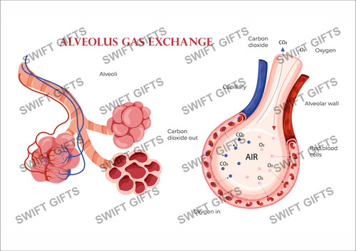 Alveolus gas exchange diagram - gas,