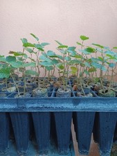 50 Carpinus betulus Carpino Bianco Cubetti Di Torba albero prebonsai bonsai