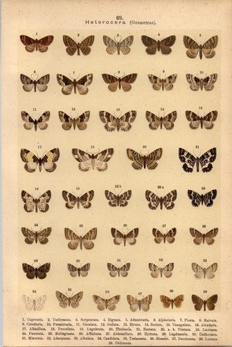 Lithographie schmetterlinge - lithographie,