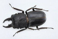 Lucanidae gnaphaloryx opacus - lucanidae,,