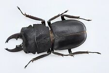 Lucanidae, Gnaphaloryx opacus, Giava, A1, 30 mm, #LM47