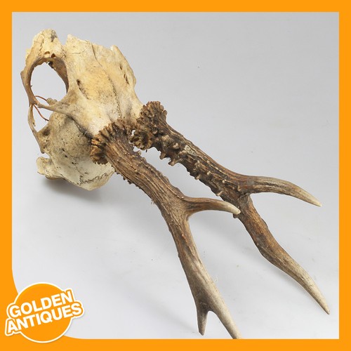 Old vintage deer stag - old,