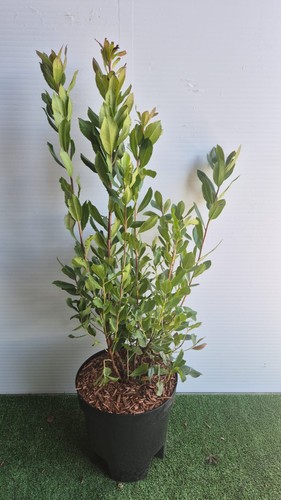 Arbutus unedo - arbutus, (corbezzolo)