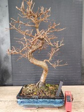 bonsai  olmo cinese   h 44 cm