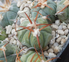Echinocactus horizonthalonius