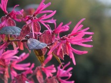 Loropetalo "Loropetalum