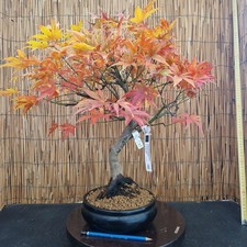 Bonsai di Acero Atropurpureum