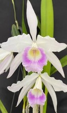Laelia purpurata russelliana - laelia,