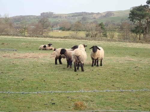 Photo 12x8 suffolk sheep - suffolk,