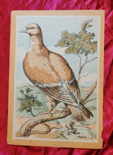 PICCIONE POSTER DIDATTICO