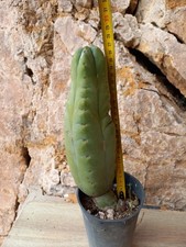 Pachanoi, San🌵Pedro 30cm