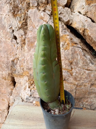 Pachanoi 30cm nadir rooted - pachanoi, 'nadir'