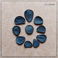 10x Semi Yucca rostrata -