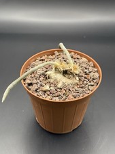 Astrophytum digitostigma