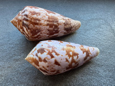 Conus kinoshitai mm - 2x,
