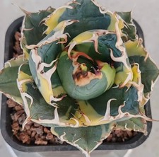 Raro Cactus Agave Titanota