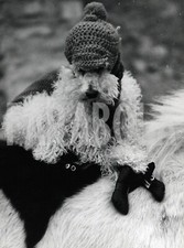 Foto Vintage Animali Francia vestiti invernali per cani 1971 stampa 24x18 cm