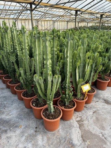 Euphorbia eritrea grande - eritrea,