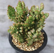 Edithcolea grandis piante in