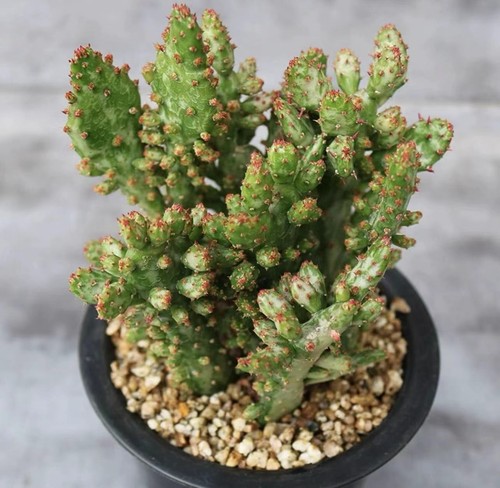 Edithcolea grandis piante - , in