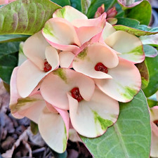 Euphorbia Milii pianta ibrida
