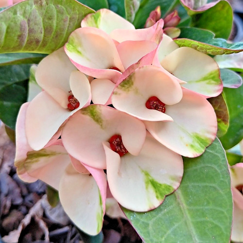 Euphorbia milii pianta - euphorbia,