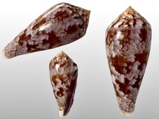 Conidae, Conus kinoshitai