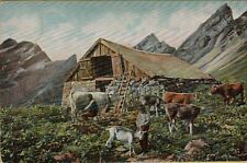 200999 ANTICA  CARTOLINA SVIZZERA PASTORE IN MONTAGNA