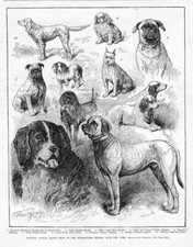 PUG, MASTINO, SPANIEL