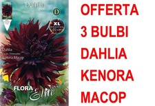 OFFERTA 3 BULBI DAHLIA