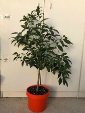 PIANTA DI KUMQUAT (MANDARINO