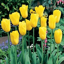 Tulipani bulbi di fiori