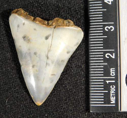 Grande dente fossile squalo - grande,