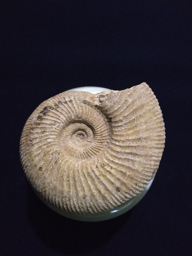 Esemplare ammonite fossile - di,