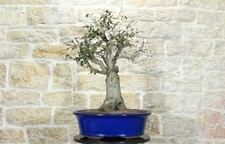 Bonsai ciliegio fiore - bonsai, di
