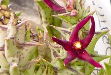 1 CUTTING Pachycymbium baldratii EXTRA RED FLOWERS clone AC23 from Adddi Ché