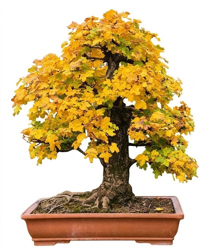 Bonsai acero campestre - bonsai,