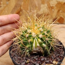 Echinocactus grusonii variegato danneggiato Vaso 10 cm Cod.0407-6