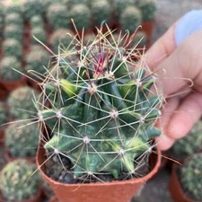 2 pezzi rara pianta succulenta