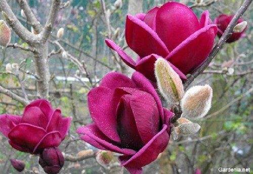 Pianta magnolia genie - pianta, 'genie'