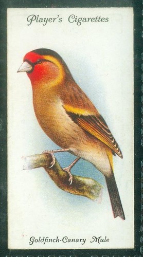 Bird card 014 1933 - bird, card,