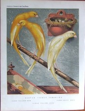 Scotch fancy canaries - fancy, canaries"