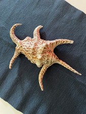 Conchiglia Harpago Chiragra