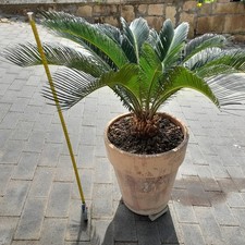 Cycas revoluta pianta da
