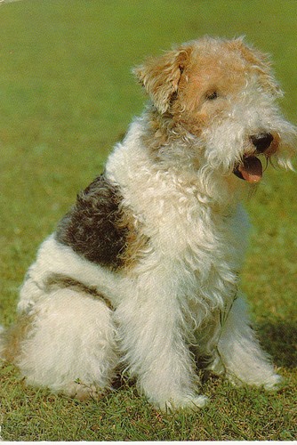 Cartolina fox terrier - cartolina,