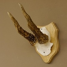 Corna di Cervo Anormale Capriolo Bock Palchi Scudo Trofeo 607.148