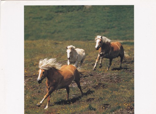 Cavallo cavalli ottima - cavallo,