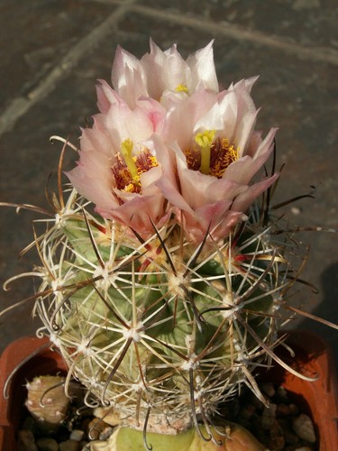 Sclerocactus pubispinus - , sb