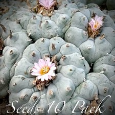 RARE SEEDS (10pk) w…v