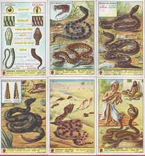 FIGURINE CAFFE LAVAZZA SERIE N°155 SERPENTI VELENOSI